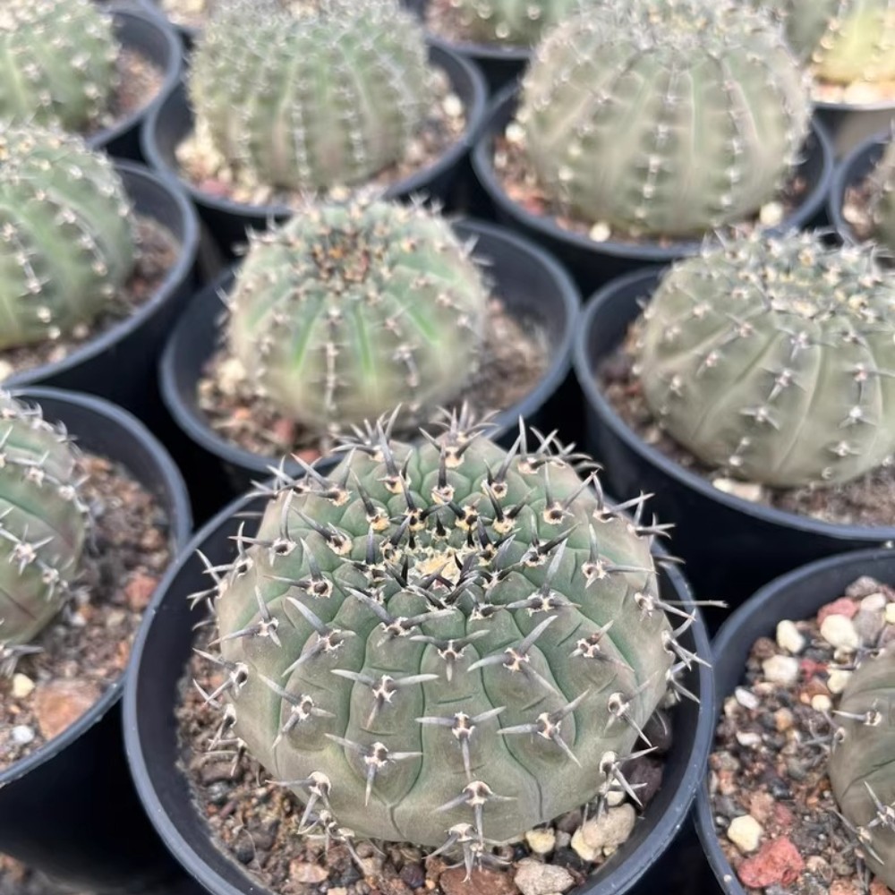 5-6cm 1PCS Cactus Live Plants Gymnocalycium Bodenbenderianum Beautiful Garden Rare Planting