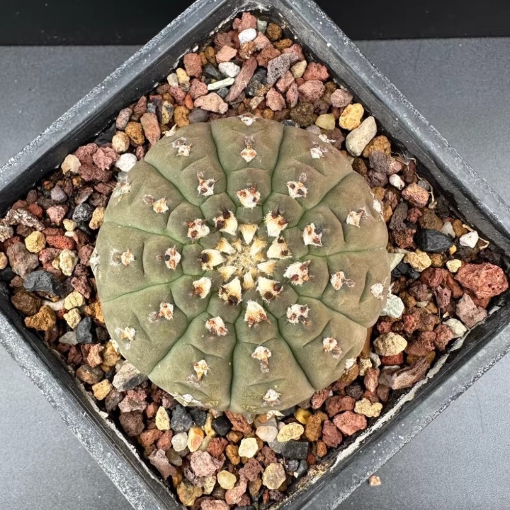6-7cm 1PCS Cactus Live Plants Gymnocalycium vatteri Beautiful Cactus Garden Cactus