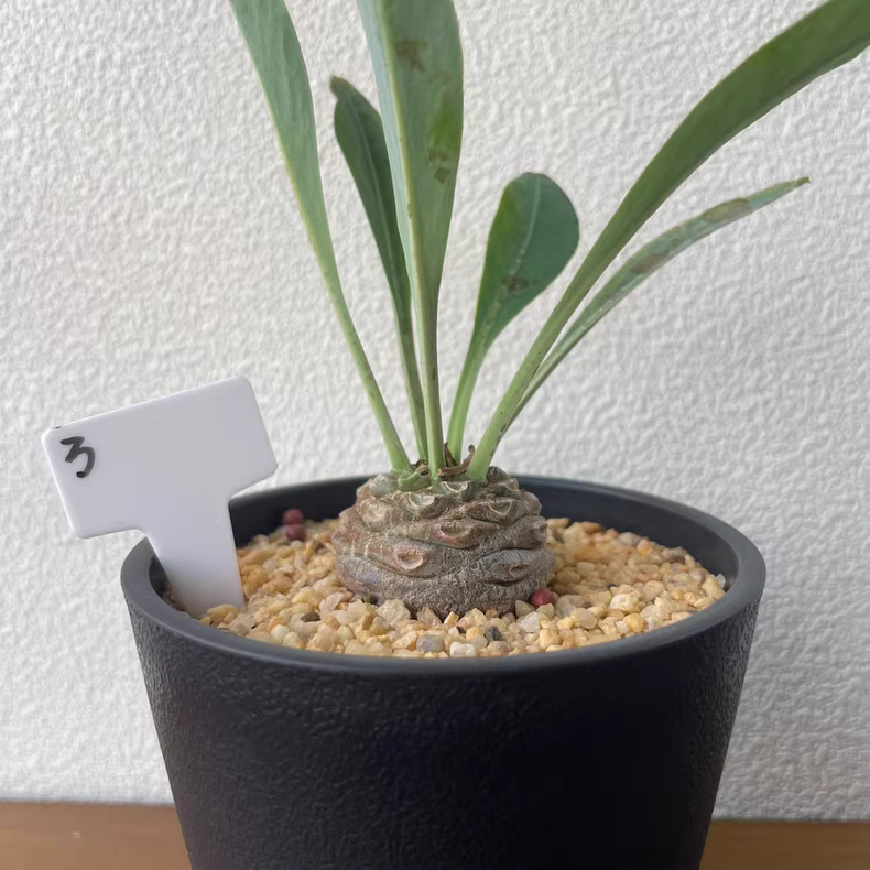 2.5cm Seedling Cactus Live Plants Euphorbia Bupleurifolia Rare garden Cactus