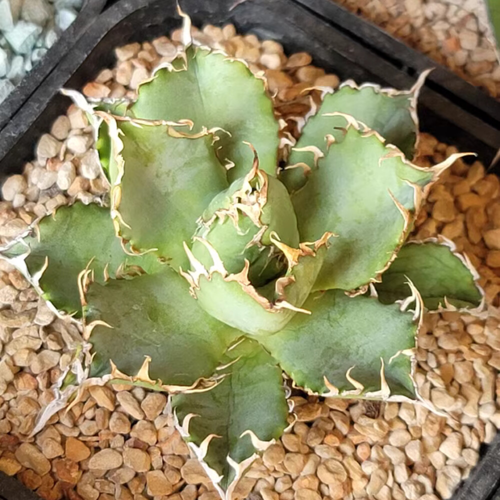 8cm 1PCS Seedling Cactus Live Plants Agave Titanota Filigree Garden Cactus Beautiful Cactus