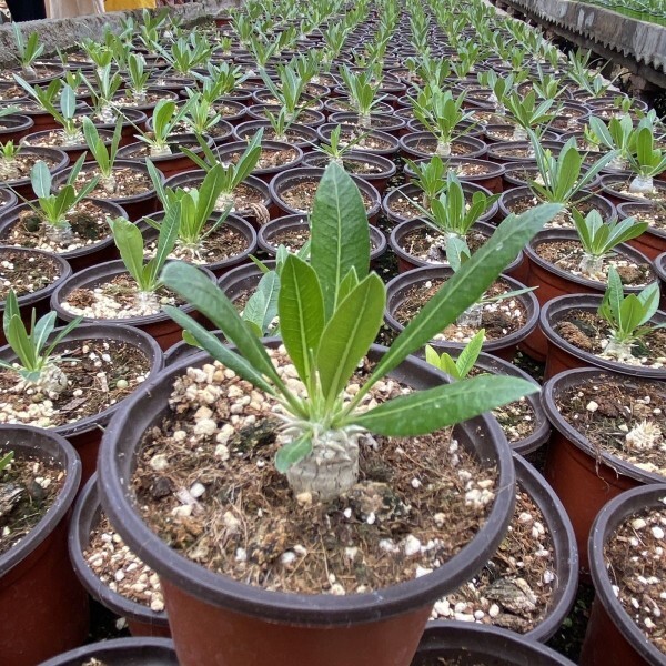 2cm 1PCS Seedling Cactus Live Plants Pachypodium Densiflorum X Brevicaule Beautiful Rare Garden