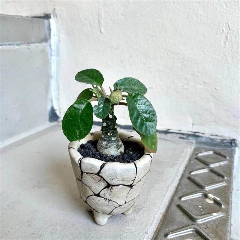 3-5cm Mini Cactus Live Plants Dorstenia Crispa Beautiful Plants Root Tuber Rare Garden