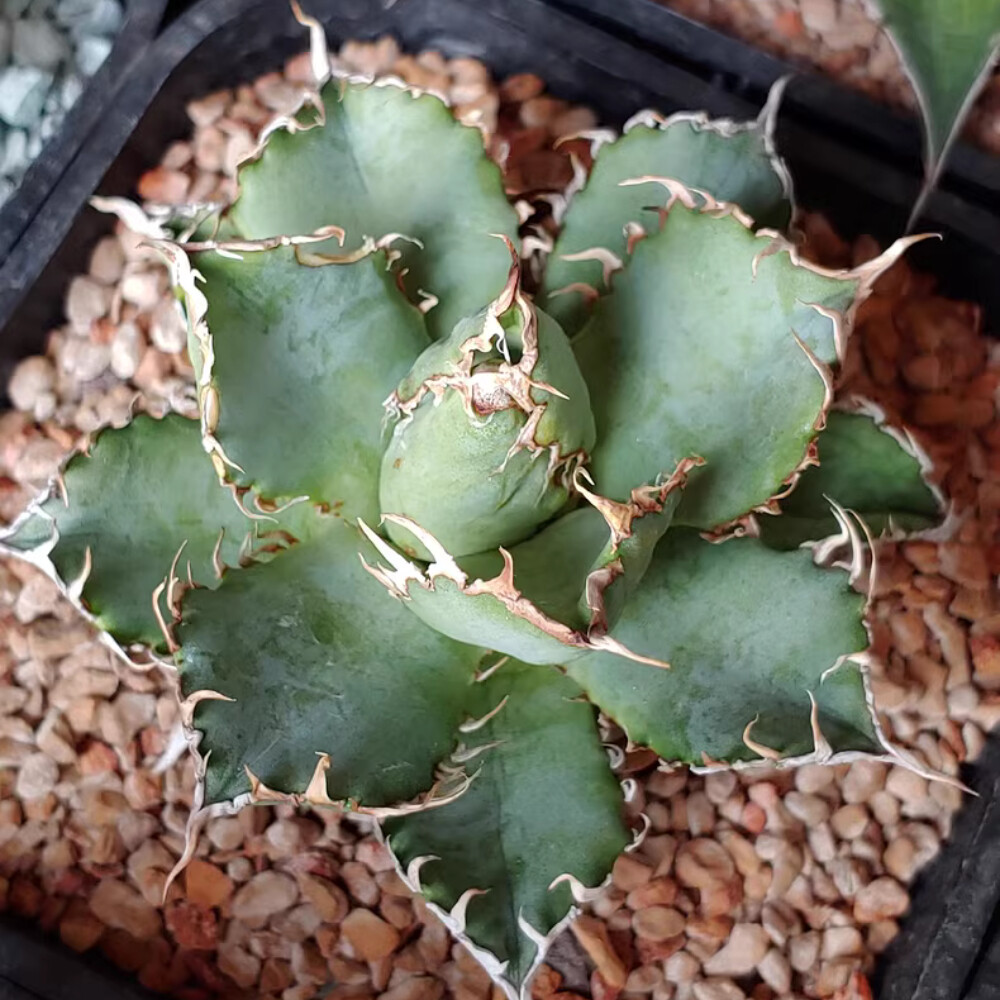 8cm 1PCS Seedling Cactus Live Plants Agave Titanota Filigree Garden Cactus Beautiful Cactus