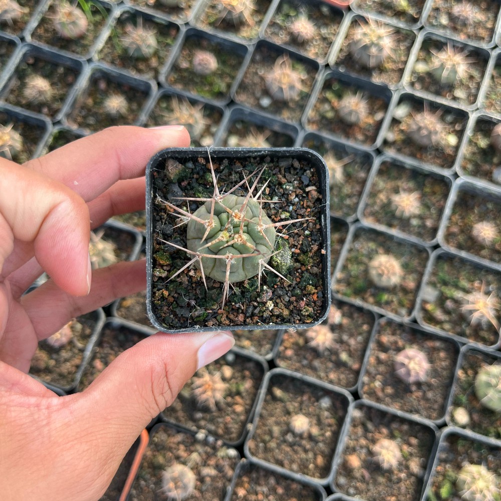 3-4cm 1PCS Cactus Live Plants Gymnocalycium Mazanense Beautiful Garden Rare Planting