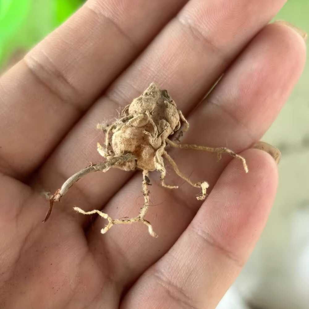 2cm 1PCS Seedling Cactus Live Plants Eriospermum Undulatum Garden Rare Root Tuber Cactus