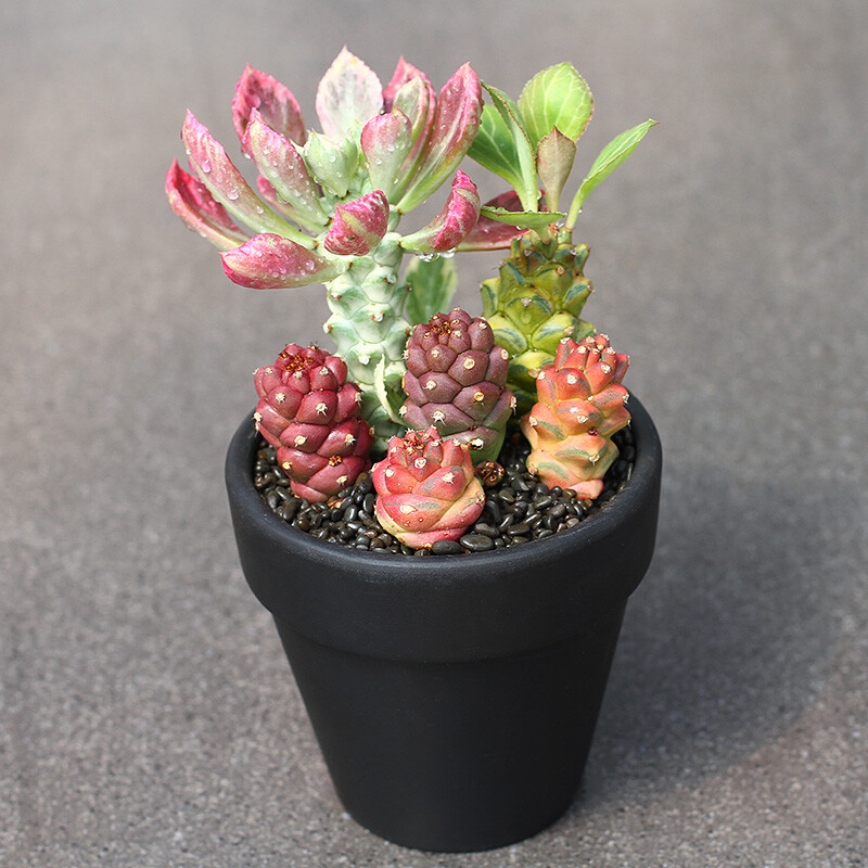 8cm Seedling Cactus Plants Monadenium ritchiei var.nyambense 'Var garden Beautiful Cactus