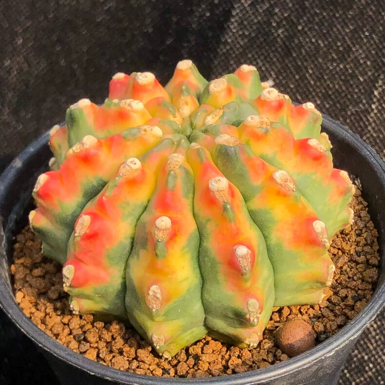 5-6CM 1PCS Seedling Cactus Live Plant Gymnocalycium Anisitsii Variegated Beautiful Rare Cactus