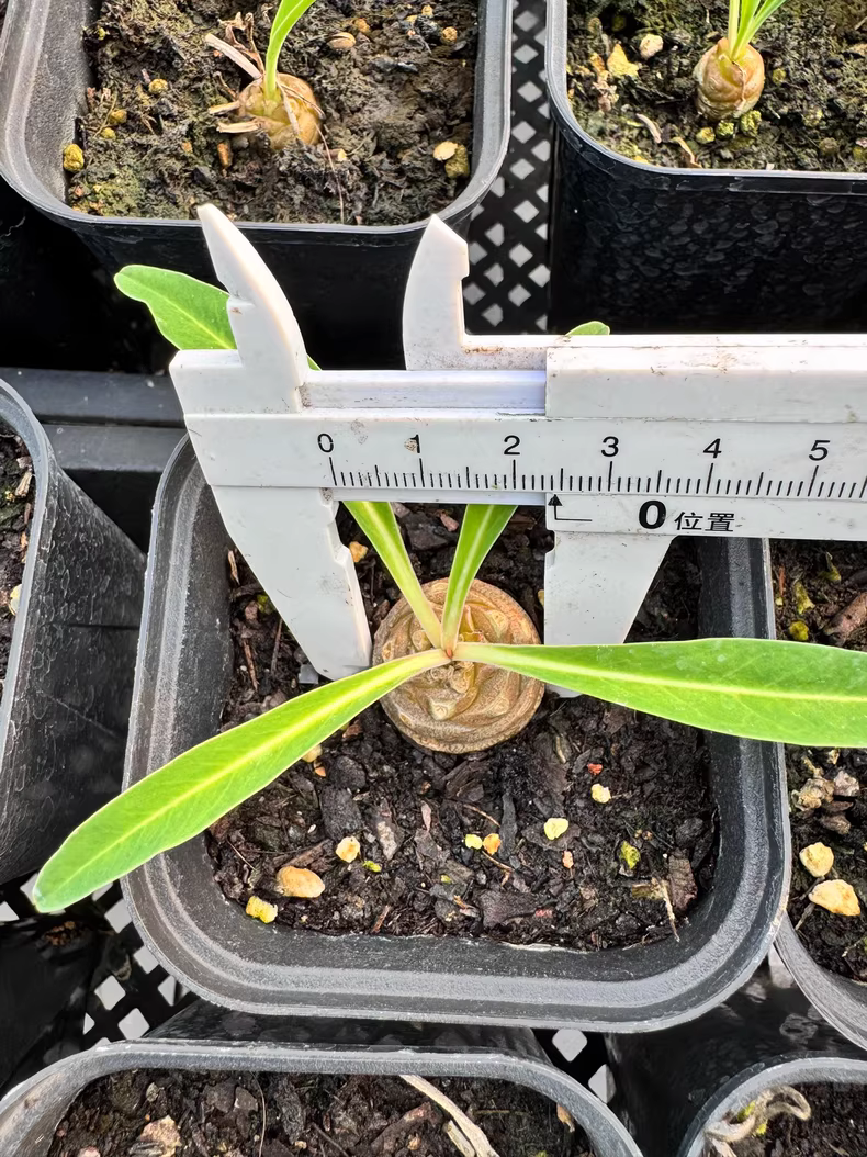 2.5cm Seedling Cactus Live Plants Euphorbia Bupleurifolia Rare garden Cactus