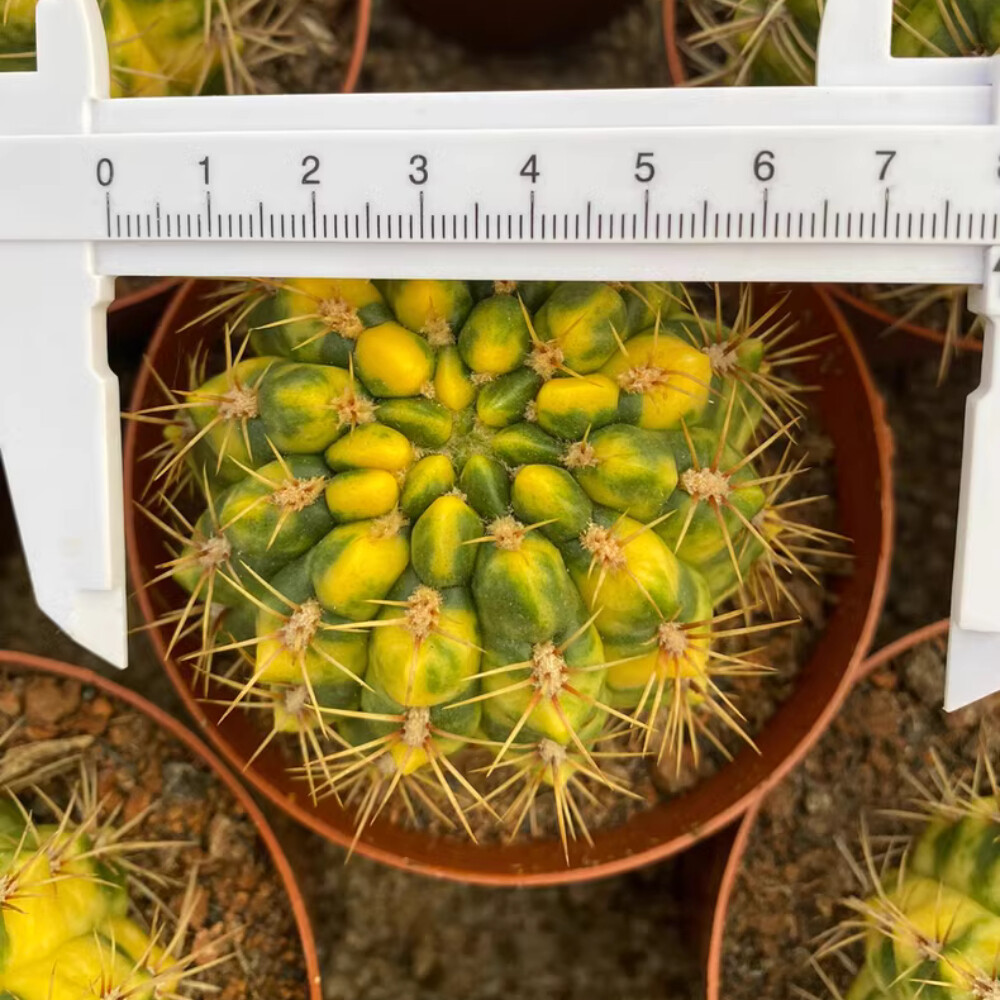 7CM 1PCS Cactus Live Plants Mammillaria Variegated Beautiful Garden Cactus