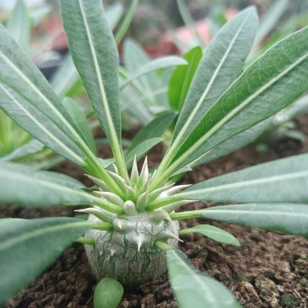 2cm 1PCS Seedling Cactus Live Plants Pachypodium Densiflorum X Brevicaule Beautiful Rare Garden