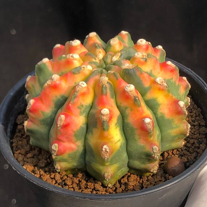 5-6CM 1PCS Seedling Cactus Live Plant Gymnocalycium Anisitsii Variegated Beautiful Rare Cactus