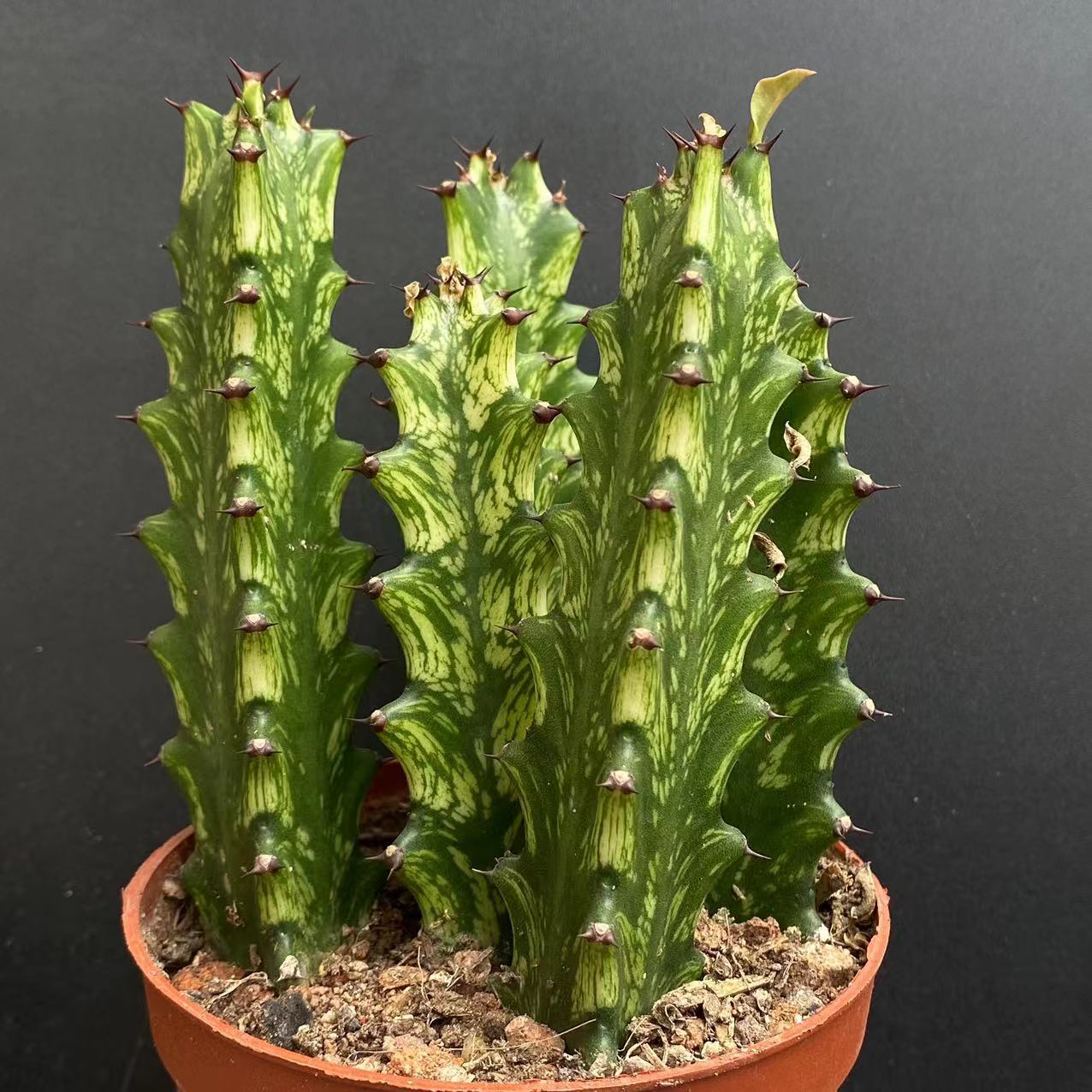8cm Seedling Catus Live Plants Euphorbia Trigona Beautiful Cactus Garden Cactus