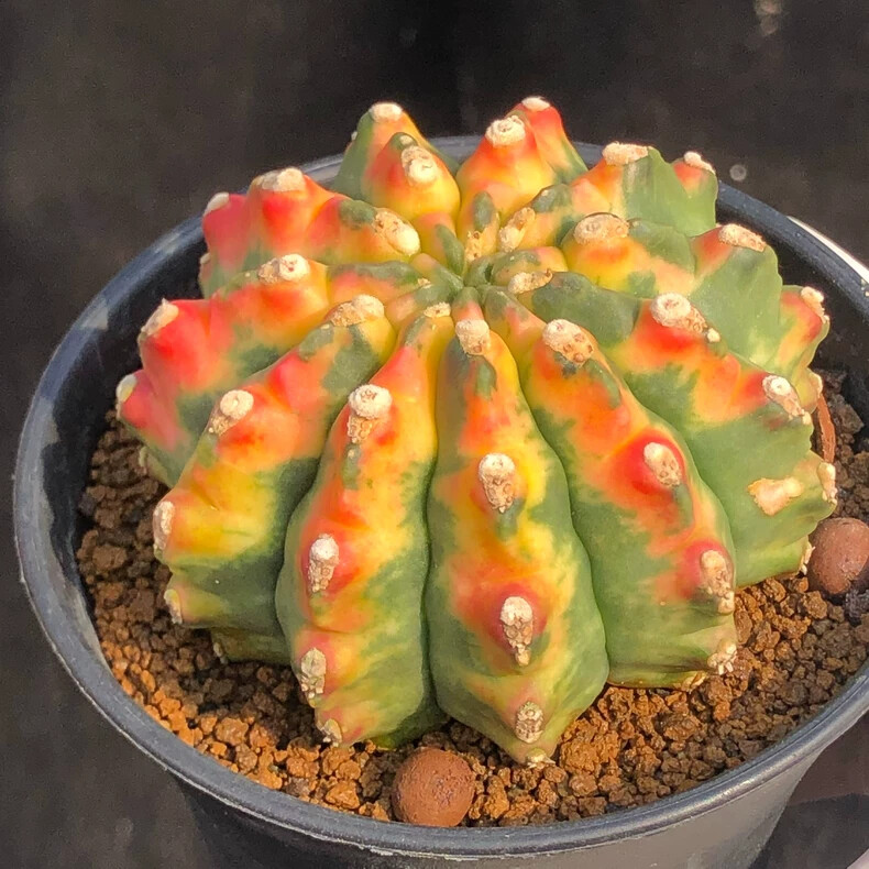 5-6CM 1PCS Seedling Cactus Live Plant Gymnocalycium Anisitsii Variegated Beautiful Rare Cactus
