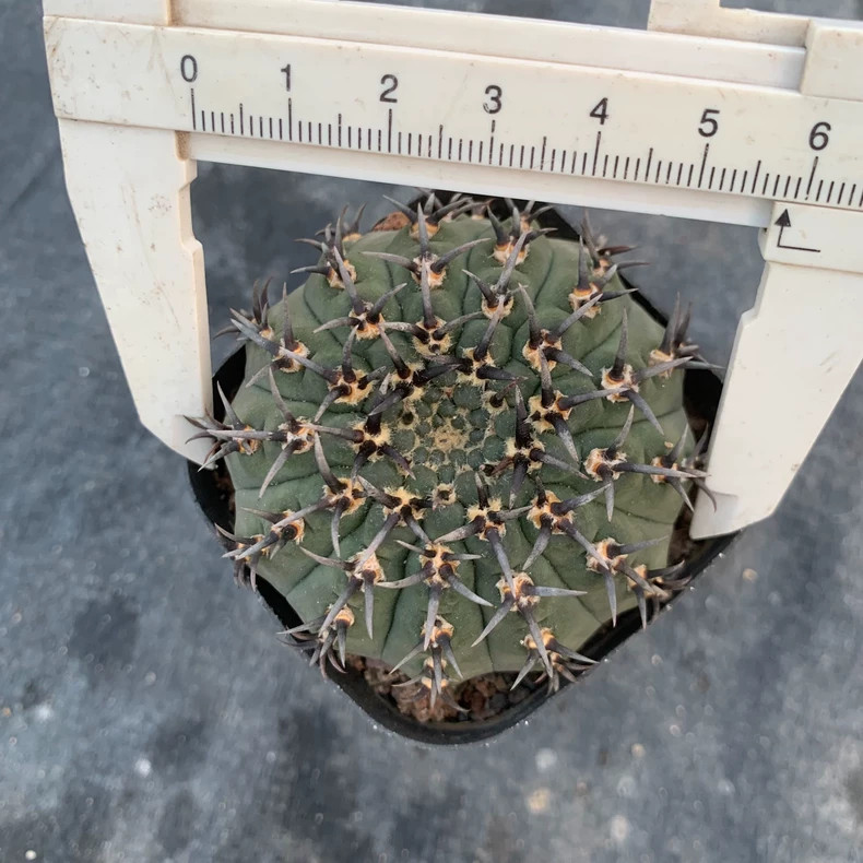 5-6cm 1PCS Cactus Live Plants Gymnocalycium Bodenbenderianum Beautiful Garden Rare Planting