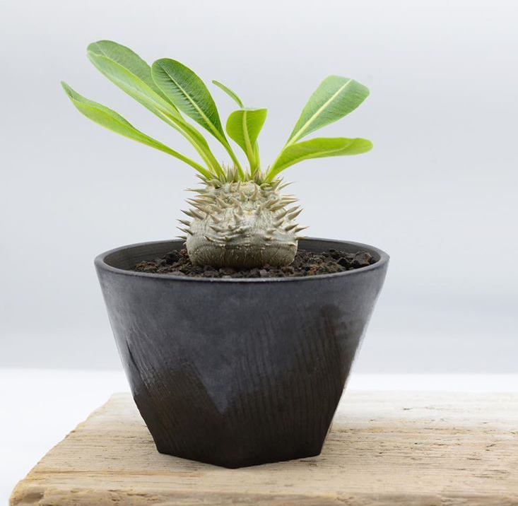 2cm 1PCS Seedling Cactus Live Plants Pachypodium Densiflorum X Brevicaule Beautiful Rare Garden