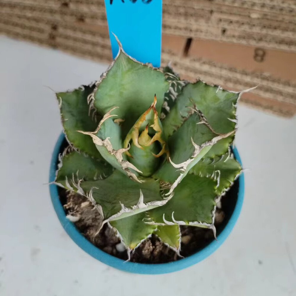 8cm 1PCS Seedling Cactus Live Plants Agave Titanota Filigree Garden Cactus Beautiful Cactus
