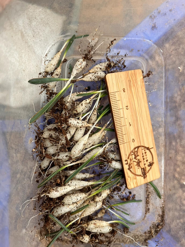 1-1.5cm 1PCS Seedling Cactus Live Plants Albuca dilucula Garden Rare Cactus Root Tuber Cactus