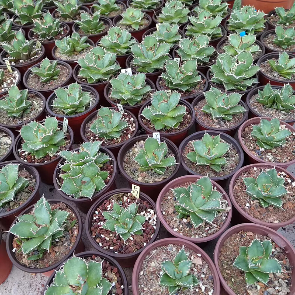 8cm 1PCS Seedling Cactus Live Plants Agave Titanota Filigree Garden Cactus Beautiful Cactus