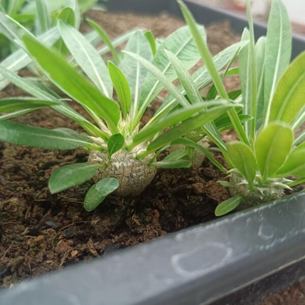 2cm 1PCS Seedling Cactus Live Plants Pachypodium Densiflorum X Brevicaule Beautiful Rare Garden