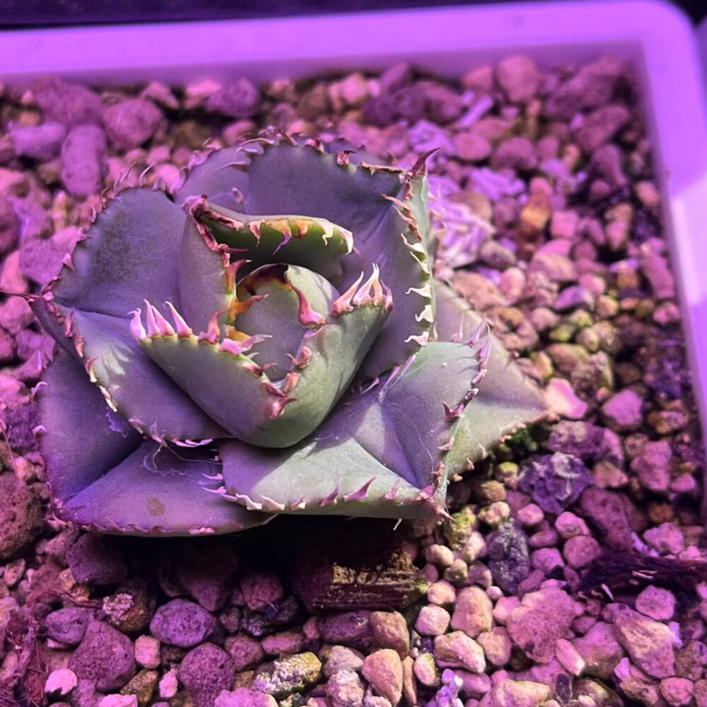 8cm 1PCS Seedling Cactus Live Plants Agave Titanota Filigree Garden Cactus Beautiful Cactus