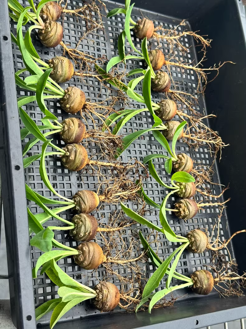 2.5cm Seedling Cactus Live Plants Euphorbia Bupleurifolia Rare garden Cactus