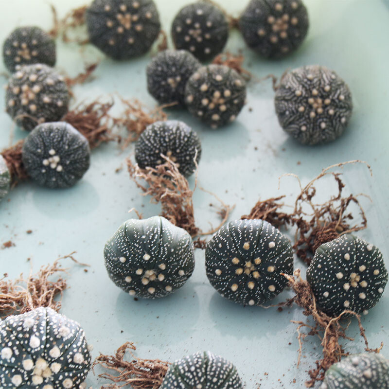 3PCS 3cm Cactus Live Plants Astrophytum asterias Variegated Beautiful Rare Garden