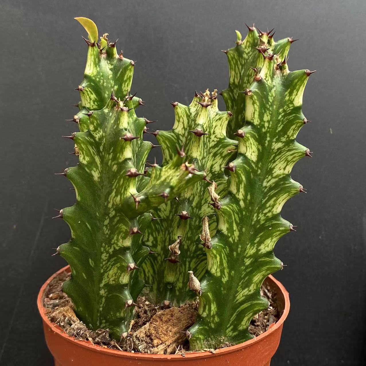 8cm Seedling Catus Live Plants Euphorbia Trigona Beautiful Cactus Garden Cactus