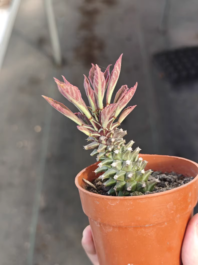 5cm 1PCS Cactus Live Plants Monadenium guentheri Live Plants Beautiful Living Cactus