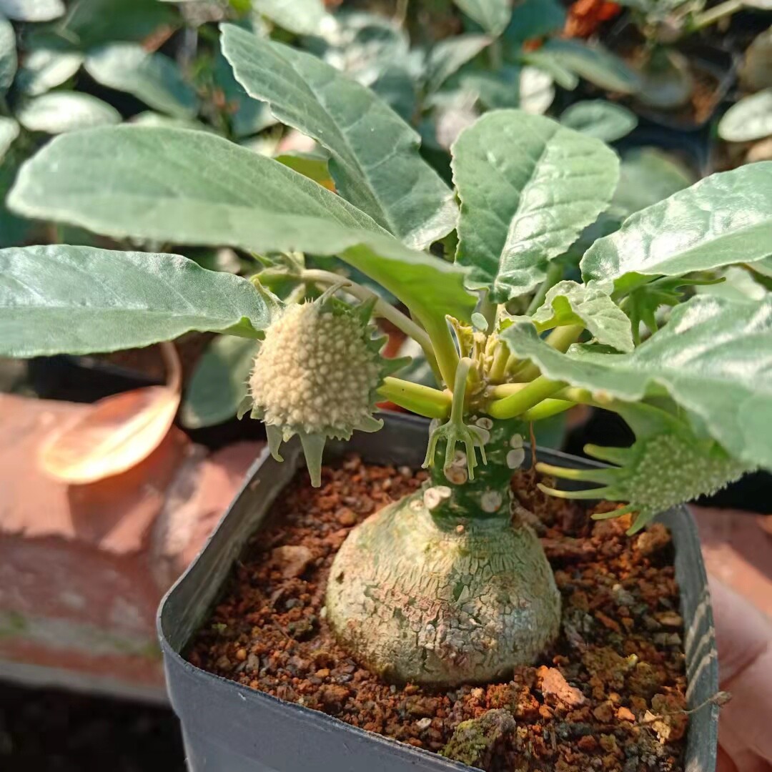 3-5cm Mini Cactus Live Plants Dorstenia Crispa Beautiful Plants Root Tuber Rare Garden