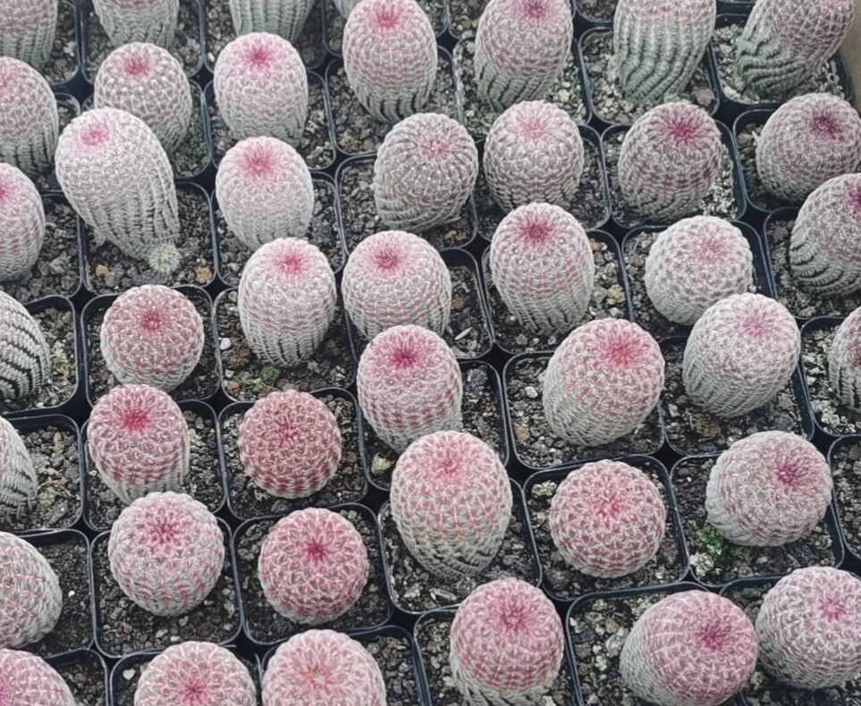 6cm 3PCS Cactus Live Plants Echinocereus Rigidissimus Rubispinus Beautiful Rare Garden Cactus
