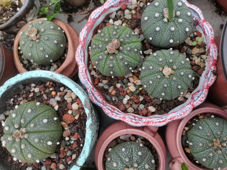 3PCS 3cm Cactus Live Plants Astrophytum asterias Variegated Beautiful Rare Garden