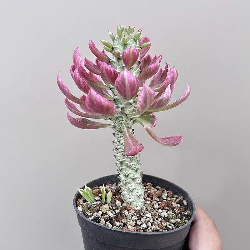 8cm Seedling Cactus Plants Monadenium ritchiei var.nyambense 'Var garden Beautiful Cactus
