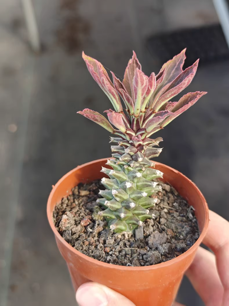 5cm 1PCS Cactus Live Plants Monadenium guentheri Live Plants Beautiful Living Cactus