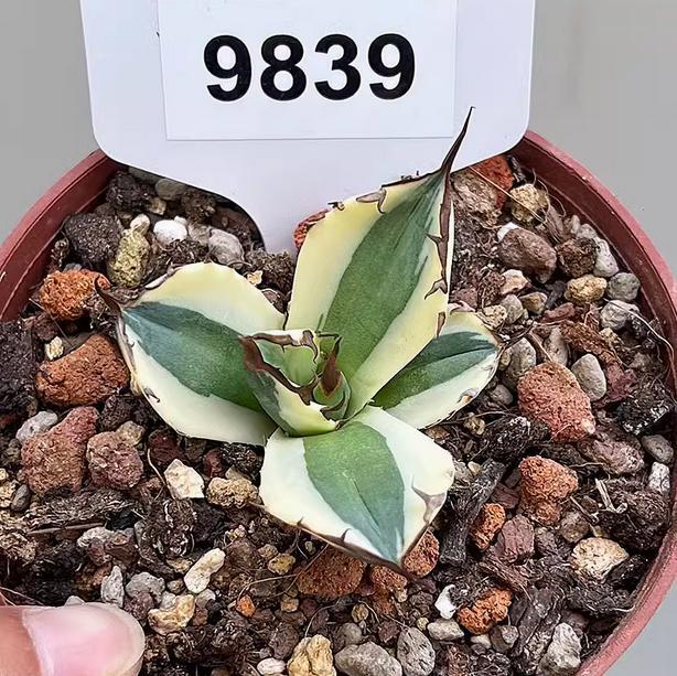 5-7cm 1PCS Seedling Agave Titanota Snaggletooth Variegated Garden Rare Cactus Beautiful Cactus
