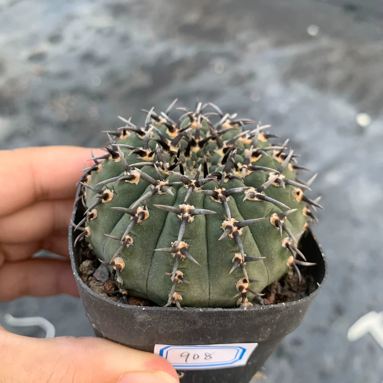 5-6cm 1PCS Cactus Live Plants Gymnocalycium Bodenbenderianum Beautiful Garden Rare Planting