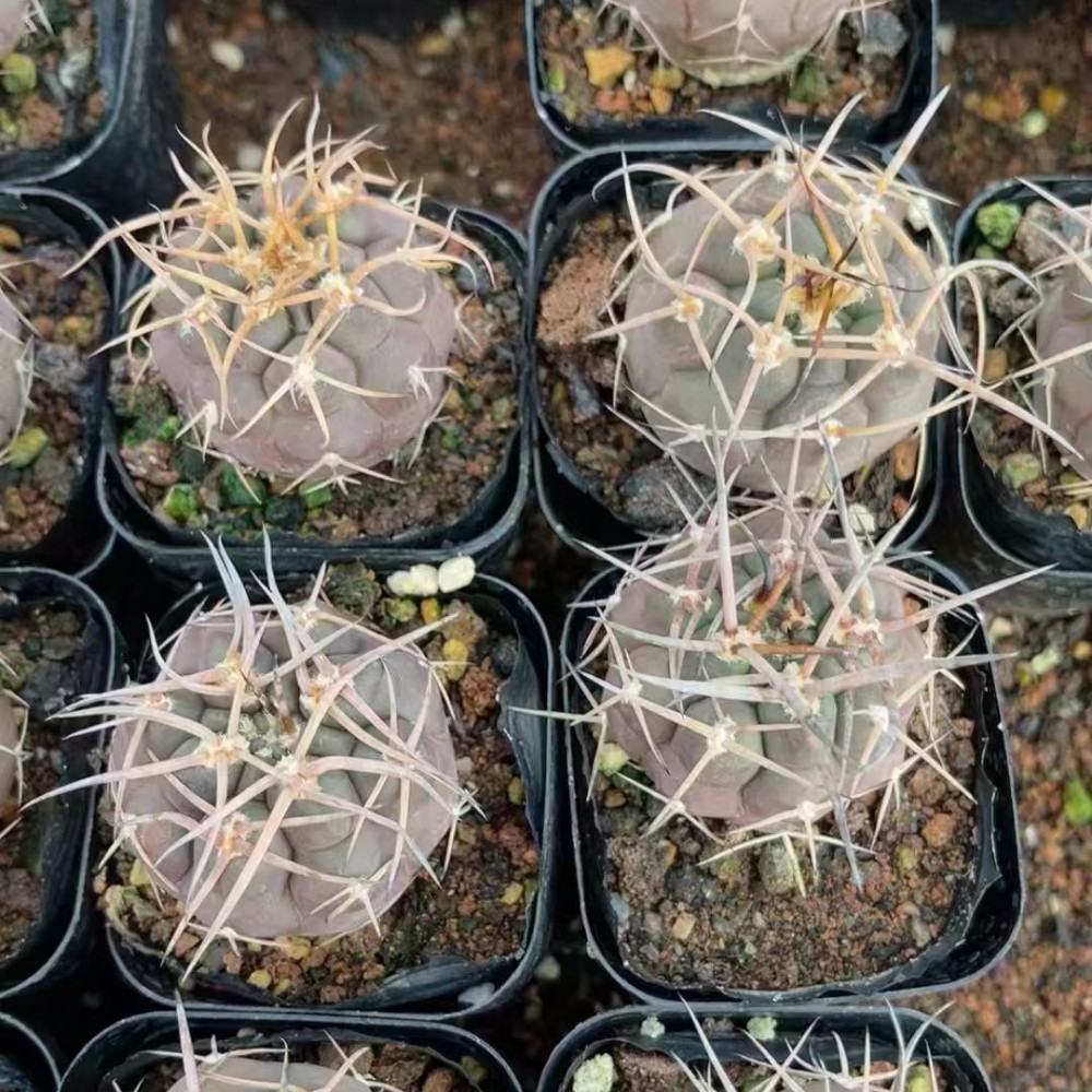 5cm 1PCS Cactus Live Plants Gymnocalycium Mazanense Beautiful Garden Rare Planting