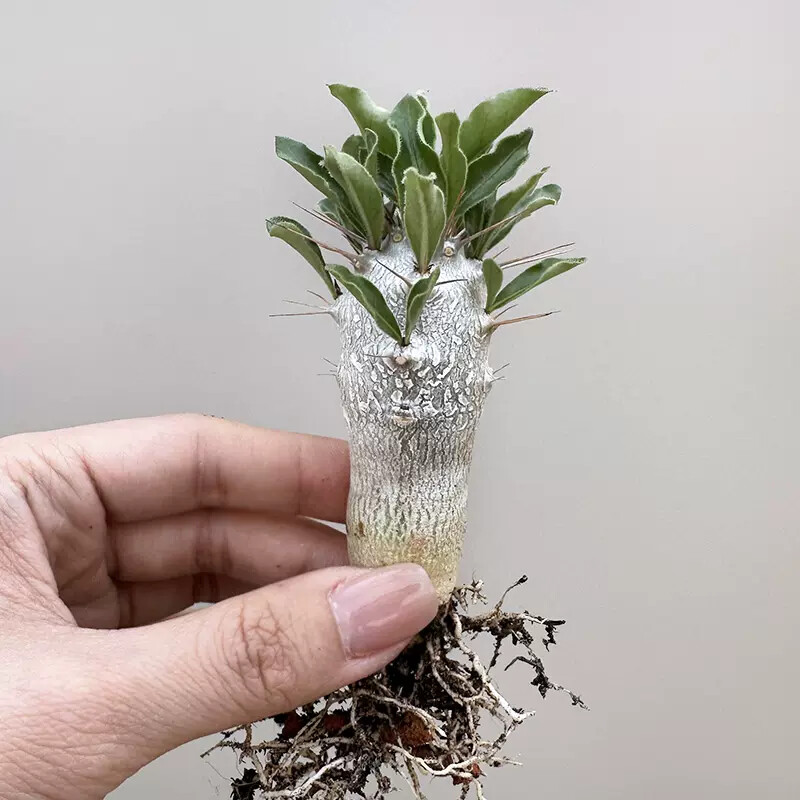 6cm Cactus Live Plants Pachypodium saundersii Beautiful Living Cactus Rare Garden