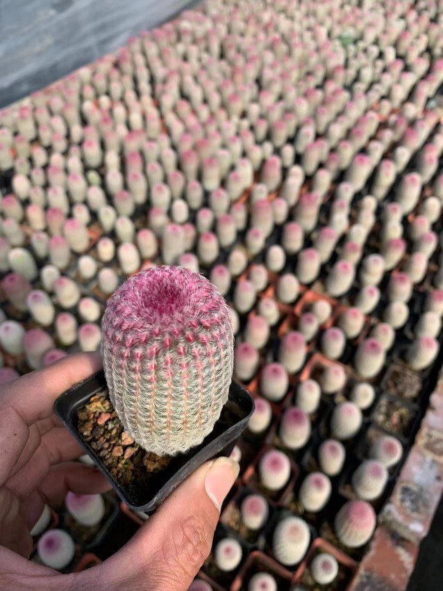 6cm 3PCS Cactus Live Plants Echinocereus Rigidissimus Rubispinus Beautiful Rare Garden Cactus