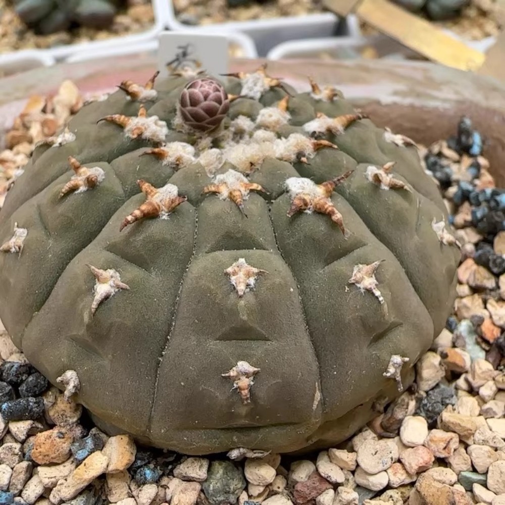 6-7cm 1PCS Cactus Live Plants Gymnocalycium vatteri Beautiful Cactus Garden Cactus