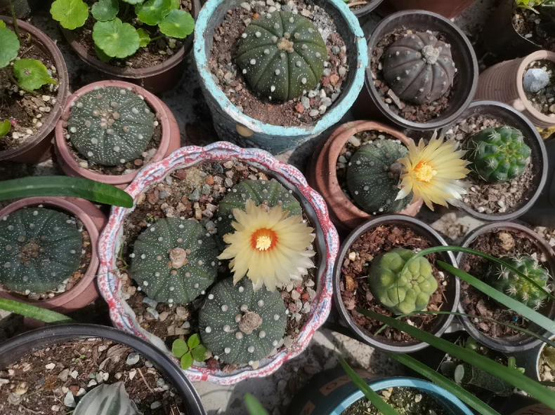 3PCS 3cm Cactus Live Plants Astrophytum asterias Variegated Beautiful Rare Garden