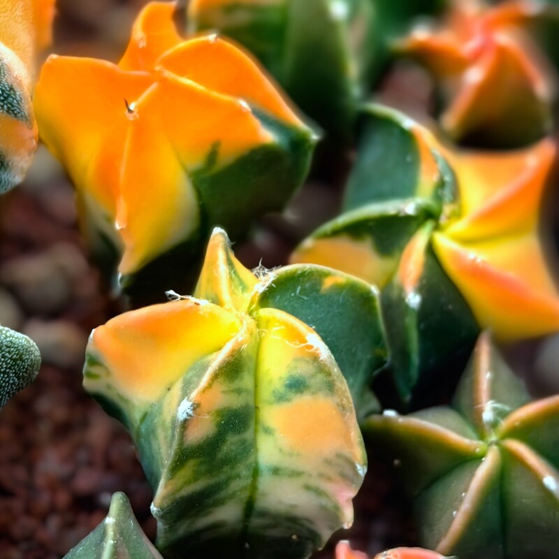2CM 1PCS Seedling Cactus Live Plants Astrophytum Myriostigma Variegated Beautiful Rare Cactus