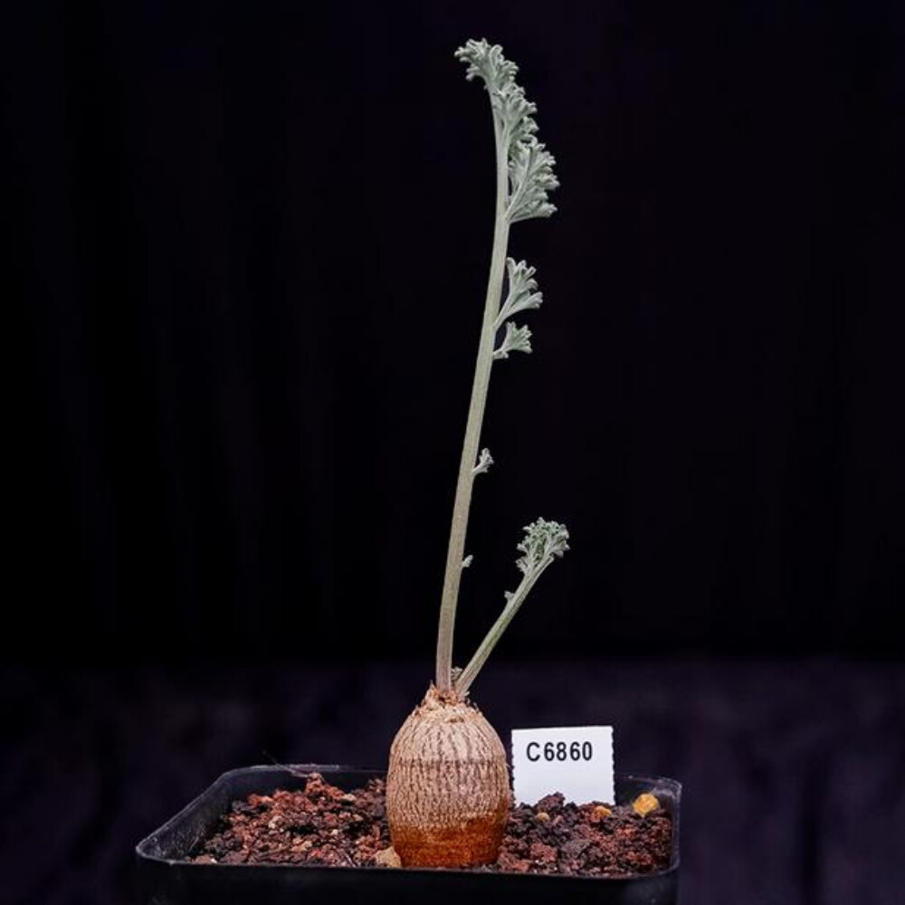 2CM 1PCS Cactus Live Plants Pelargonium Parviflorum Beautiful Cactus Rare Root tuber Cactus