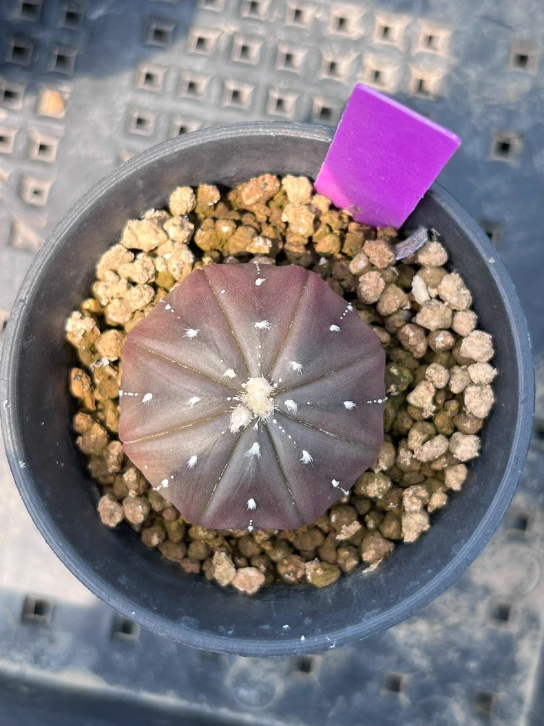 3PCS 3cm Cactus Live Plants Astrophytum Asterias Purple Astrophytum Beautiful Garden Rare Outdoor Planting