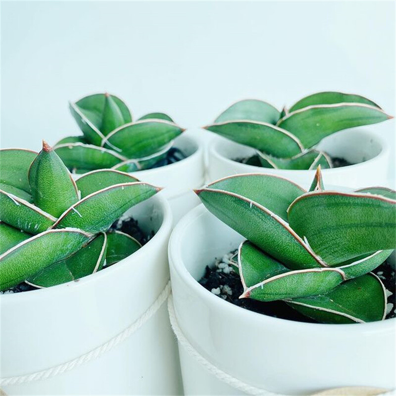 5-7CM 1PCS Succulent Live Plant Sansevieria Samurai Dwarf Beautiful Sansevieria Rare Cactus