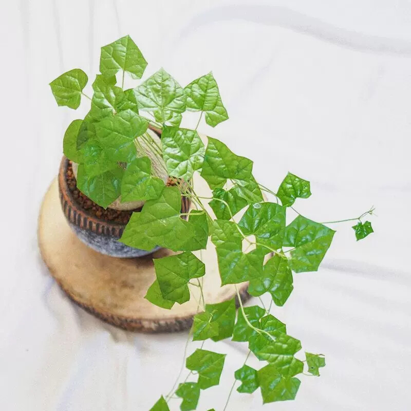 6cm 1PCS Seedling Cactus Live Plants Gerrardanthus macrorhizus Beautiful root tuber succulent plants