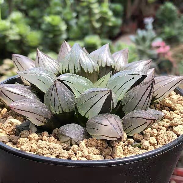 5-6cm 1PCS Seedling Cactus Live Plants Haworthia Magnifica V.atrofusca Beautiful Rare succulent plant