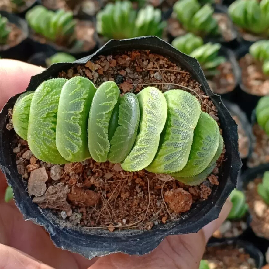 6cm 1PCS Seedling Cactus Live Plants Haworthia truncata Schönland Beautiful Rare succulent plant