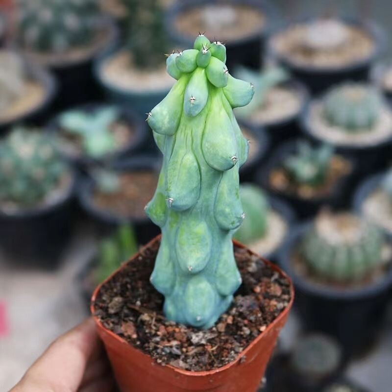 10cm Cactus Live Plant MyrtillocAactus Geometrizans Fukurokuryuzinboku Rare Cactus