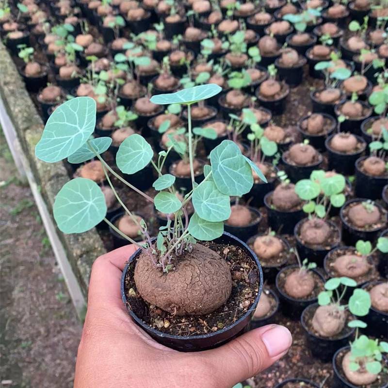 4CM 1PCS Seedling Cactus Live Plants Stephania Cepharantha Hayata Beautiful Cactus Rare Cactus