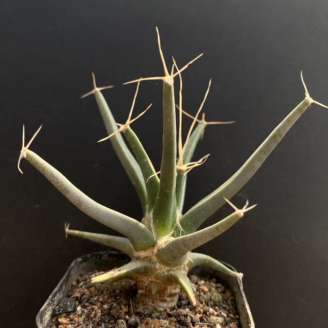 4-6cm 1PCS Seedling Cactus Live Plants Leuchtenbergia principis Beautiful Rare succulent plant